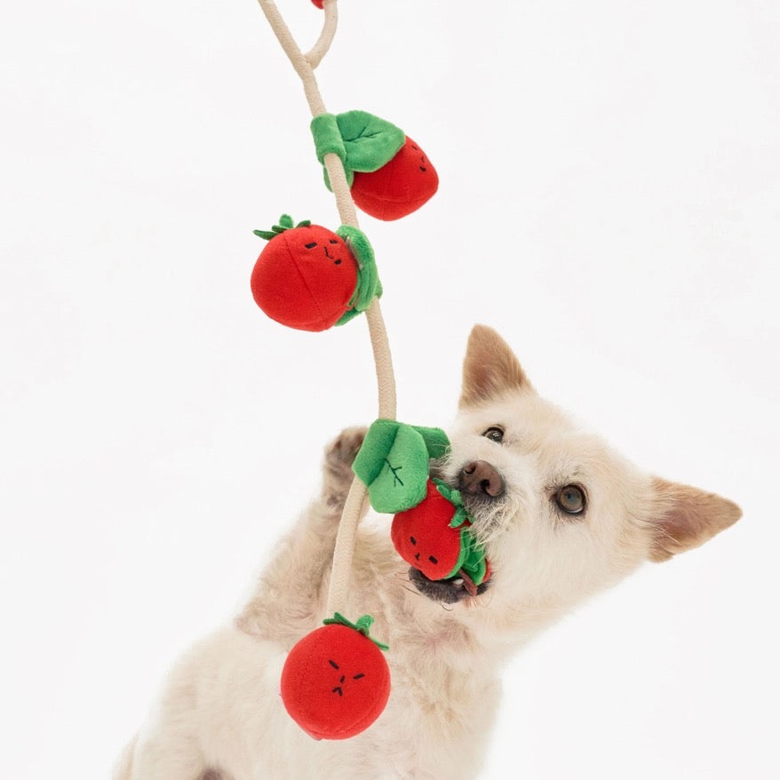 Cherry Tomato Nosework Tug Toy
