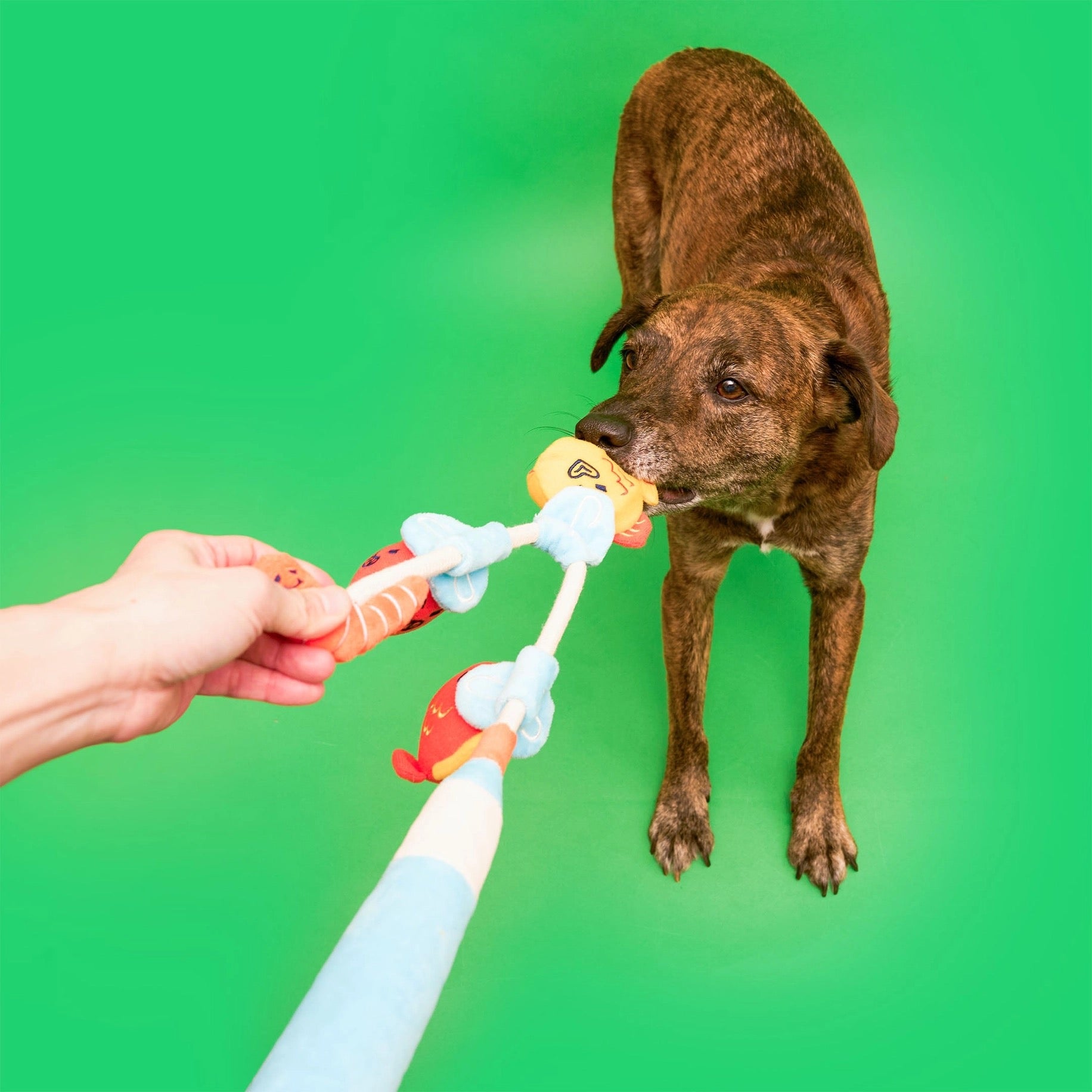 Fishing Nosework & Tug Toy